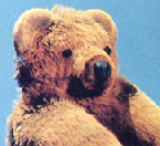 First rendered fur, Caltech, 1989 Rendered fur