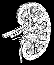 kidney